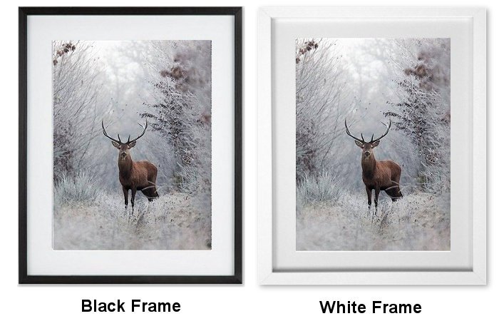 Red Deer Framed Print